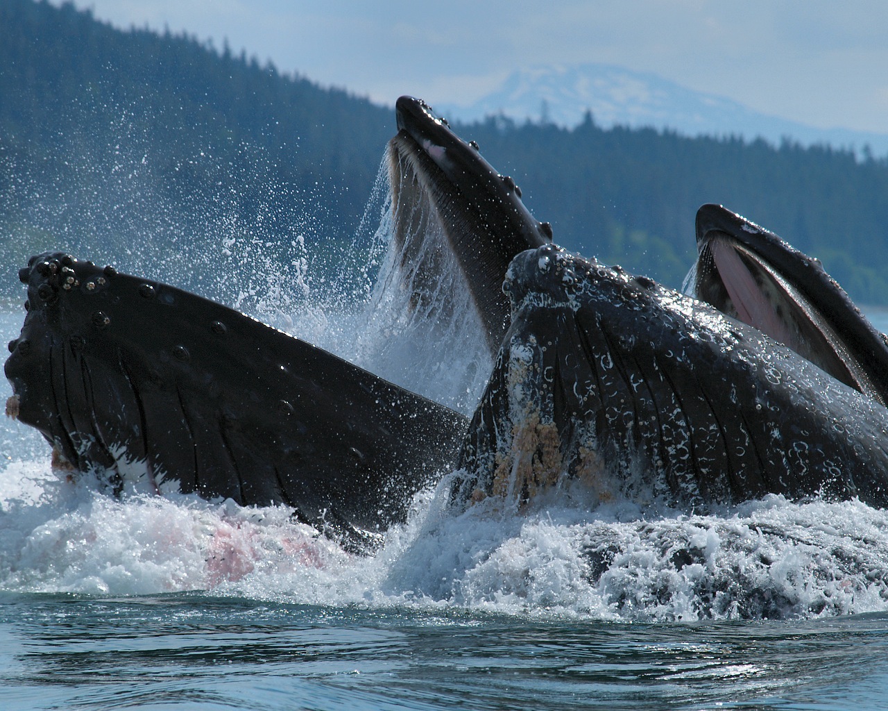 Lunge Feeding Humbacks